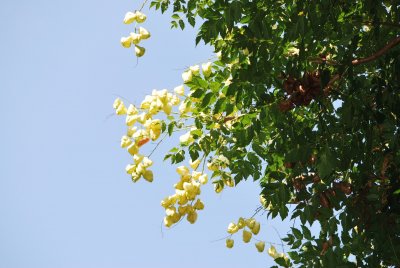 Koelreuteria paniculata - svitel latnatý - zrající plody